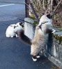 Interessiert beobachten Arthos und Jamie den Nachbarsgarten. Sitzt dort nicht die Katze der Nachbarin? 